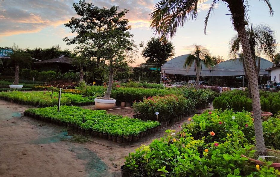 Explore Our Plant Collection